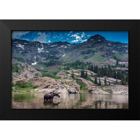 Young bull moose wading in Lake Lilian-Wasatch Mountains near Lake Blanche Black Modern Wood Framed Art Print by Garber, Howie