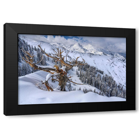 Utah-Ancient Limber pine on ridge during winter Big Cottonwood Canyon near Salt Lake City and Alta Black Modern Wood Framed Art Print with Double Matting by Garber, Howie