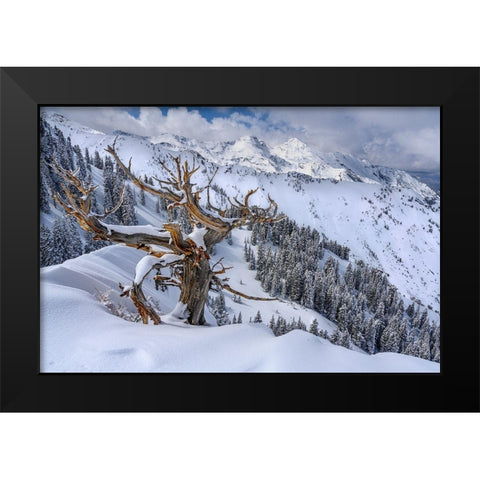 Utah-Ancient Limber pine on ridge during winter Big Cottonwood Canyon near Salt Lake City and Alta Black Modern Wood Framed Art Print by Garber, Howie