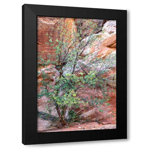 USA-Utah-Grand Wash-Capitol Reef National Park Single-leaf ash tree in front of sandstone wall Black Modern Wood Framed Art Print by Davidson, Janell