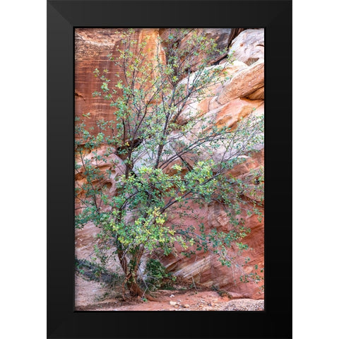 USA-Utah-Grand Wash-Capitol Reef National Park Single-leaf ash tree in front of sandstone wall Black Modern Wood Framed Art Print by Davidson, Janell
