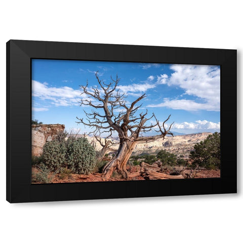 USA-Utah-Capitol Reef National Park Dead juniper tree Black Modern Wood Framed Art Print with Double Matting by Davidson, Janell