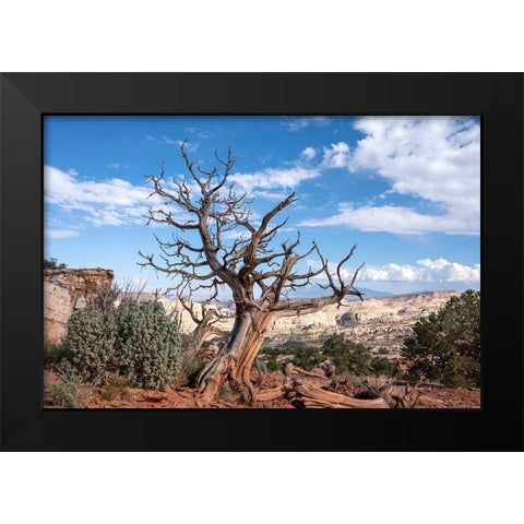 USA-Utah-Capitol Reef National Park Dead juniper tree Black Modern Wood Framed Art Print by Davidson, Janell