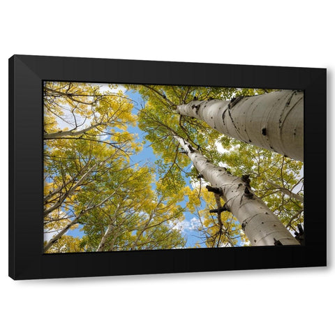 USA-Utah Dixie National Forest Looking up at tall Aspens Black Modern Wood Framed Art Print by Davidson, Janell