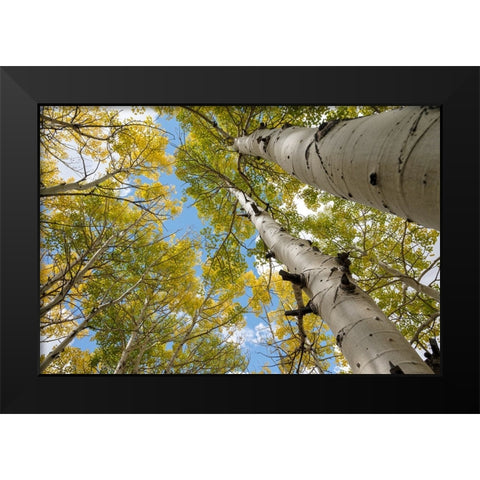USA-Utah Dixie National Forest Looking up at tall Aspens Black Modern Wood Framed Art Print by Davidson, Janell