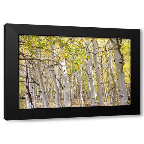 USA-Utah Dixie National Forest Grove of Aspens in Fall colors Black Modern Wood Framed Art Print by Davidson, Janell