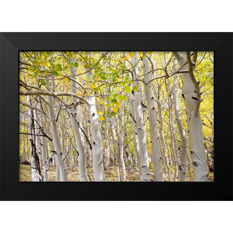 USA-Utah Dixie National Forest Grove of Aspens in Fall colors Black Modern Wood Framed Art Print by Davidson, Janell