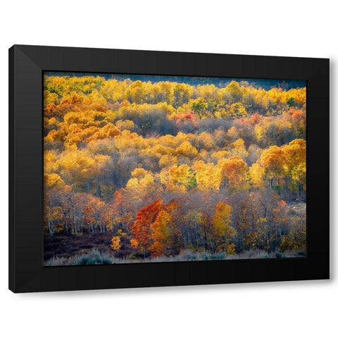 Utah-Logan Pass Autumn colors in Logan Pass Utah Black Modern Wood Framed Art Print with Double Matting by Eggers, Julie