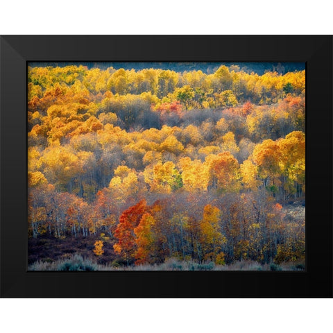 Utah-Logan Pass Autumn colors in Logan Pass Utah Black Modern Wood Framed Art Print by Eggers, Julie
