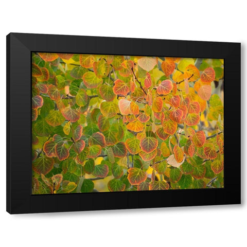 Utah-Logan Pass Autumn colors in Logan Pass Utah Black Modern Wood Framed Art Print by Eggers, Julie