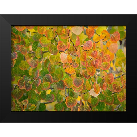 Utah-Logan Pass Autumn colors in Logan Pass Utah Black Modern Wood Framed Art Print by Eggers, Julie