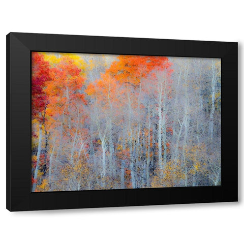 Utah-Logan Pass Autumn colors in Logan Pass Utah Black Modern Wood Framed Art Print by Eggers, Julie