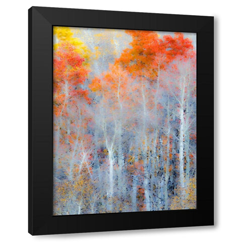 Utah-Logan Pass Autumn colors in Logan Pass Utah Black Modern Wood Framed Art Print by Eggers, Julie