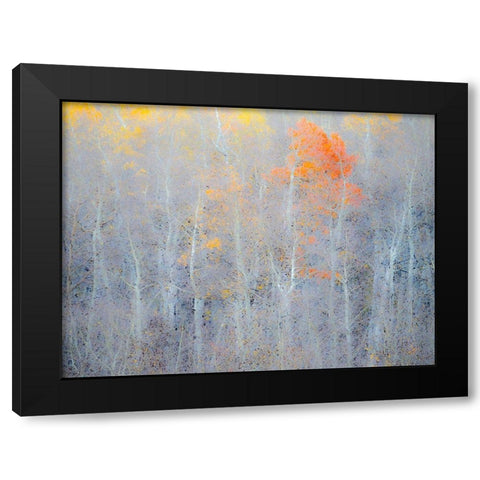 Utah-Logan Pass Autumn colors in Logan Pass Utah Black Modern Wood Framed Art Print by Eggers, Julie