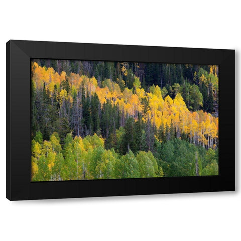Utah; Wasatch-Cache National Forest, aspen trees along Mirror Lake Scenic Byway Black Modern Wood Framed Art Print with Double Matting by Wild, Jamie and Judy