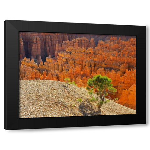 Utah-Bryce Canyon Natonal Park view of canyon with hoodoos Black Modern Wood Framed Art Print by Wild, Jamie and Judy