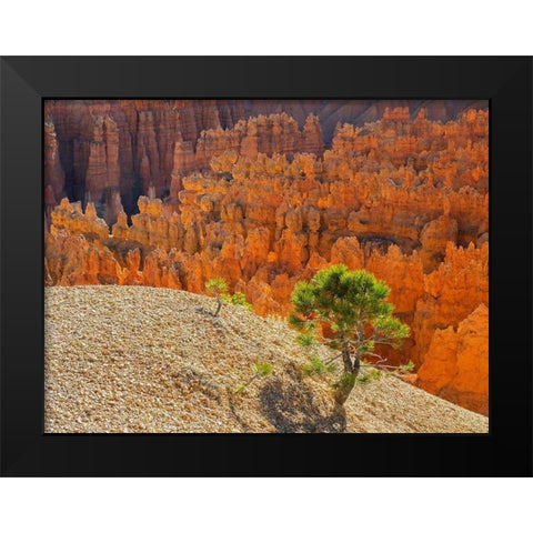 Utah-Bryce Canyon Natonal Park view of canyon with hoodoos Black Modern Wood Framed Art Print by Wild, Jamie and Judy