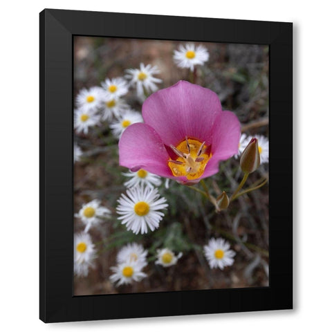 Utah Sego lily-Arches National Park Black Modern Wood Framed Art Print with Double Matting by Zimmerman, Judith