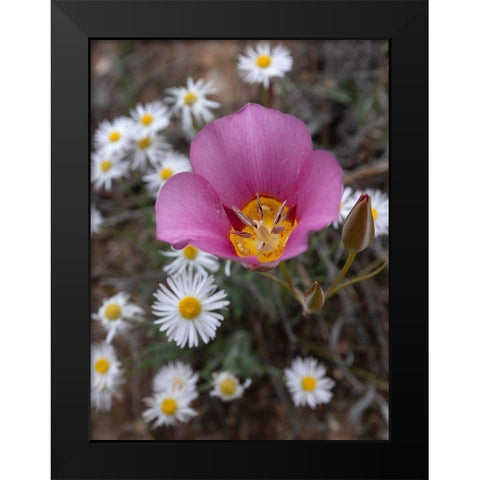 Utah Sego lily-Arches National Park Black Modern Wood Framed Art Print by Zimmerman, Judith