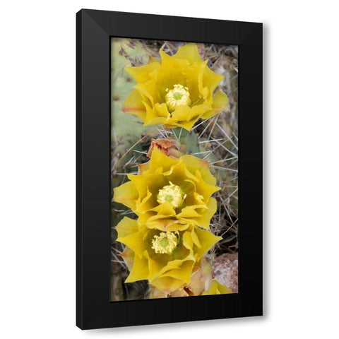 Utah Prickly pear cactus bloom-Arches National Park Black Modern Wood Framed Art Print by Zimmerman, Judith