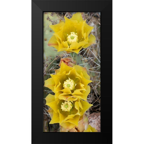 Utah Prickly pear cactus bloom-Arches National Park Black Modern Wood Framed Art Print by Zimmerman, Judith