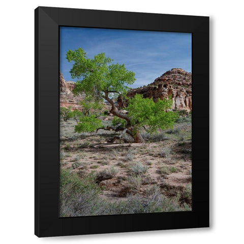 Utah Lush green leaves on cottonwood tree in the desert-San Rafael Swell Black Modern Wood Framed Art Print by Zimmerman, Judith