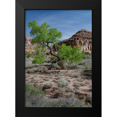 Utah Lush green leaves on cottonwood tree in the desert-San Rafael Swell Black Modern Wood Framed Art Print by Zimmerman, Judith