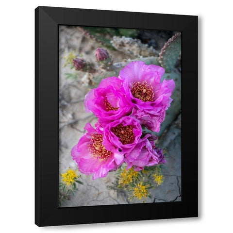 Utah Beavertail prickly pear cactus-Factory Butte-Upper Blue Hills Black Modern Wood Framed Art Print by Zimmerman, Judith