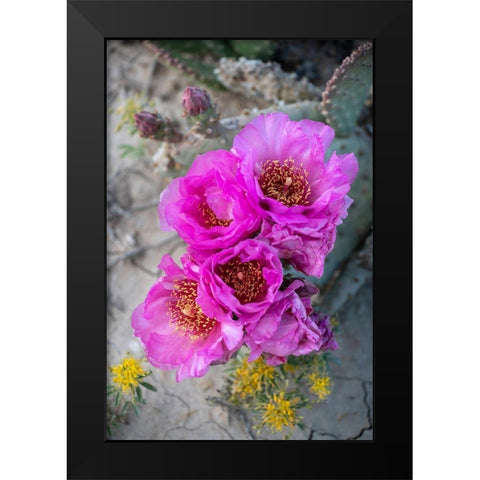 Utah Beavertail prickly pear cactus-Factory Butte-Upper Blue Hills Black Modern Wood Framed Art Print by Zimmerman, Judith