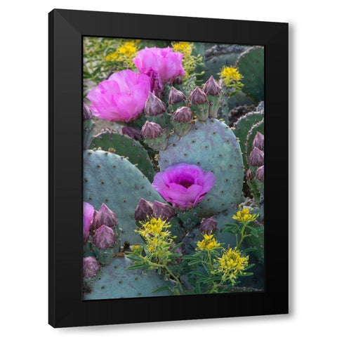 Utah Beavertail prickly pear cactus and Bee Plant-Factory Butte-Upper Blue Hills Black Modern Wood Framed Art Print by Zimmerman, Judith