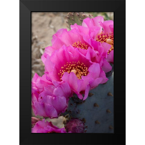 Utah Beavertail prickly pear cactus-Factory Butte-Upper Blue Hills Black Modern Wood Framed Art Print by Zimmerman, Judith