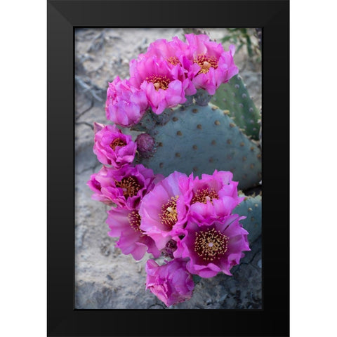 Utah Beavertail prickly pear cactus-Factory Butte-Upper Blue Hills Black Modern Wood Framed Art Print by Zimmerman, Judith