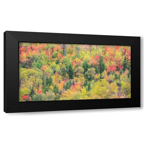 Utah-Logan Pass with Aspen and Maples in Fall Color Black Modern Wood Framed Art Print by Gulin, Sylvia