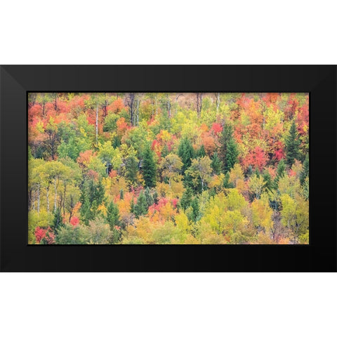 Utah-Logan Pass with Aspen and Maples in Fall Color Black Modern Wood Framed Art Print by Gulin, Sylvia