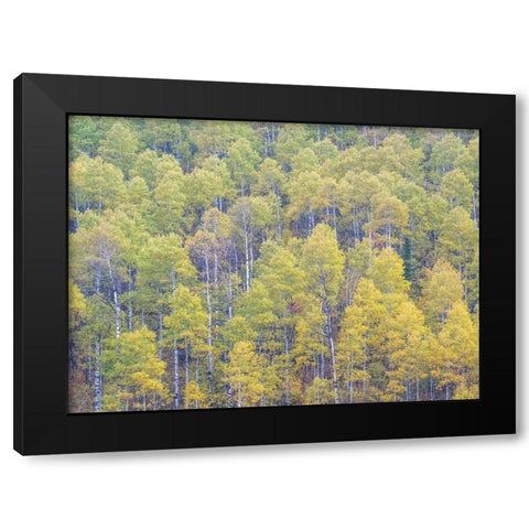 Utah-Logan Pass hillsides covered with Aspen grove in Fall Color Black Modern Wood Framed Art Print by Gulin, Sylvia