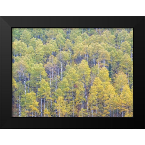 Utah-Logan Pass hillsides covered with Aspen grove in Fall Color Black Modern Wood Framed Art Print by Gulin, Sylvia