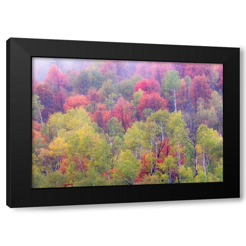 Utah-Logan Pass with Aspen and Maples in Fall Color Black Modern Wood Framed Art Print by Gulin, Sylvia