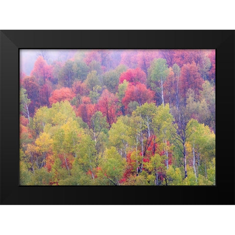 Utah-Logan Pass with Aspen and Maples in Fall Color Black Modern Wood Framed Art Print by Gulin, Sylvia