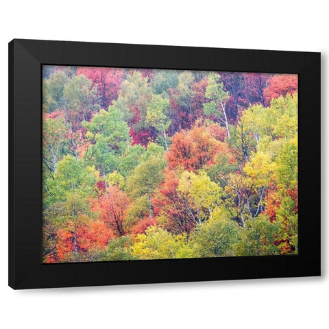 Utah-Logan Pass with Aspen and Maples in Fall Color Black Modern Wood Framed Art Print by Gulin, Sylvia