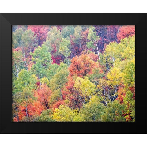 Utah-Logan Pass with Aspen and Maples in Fall Color Black Modern Wood Framed Art Print by Gulin, Sylvia