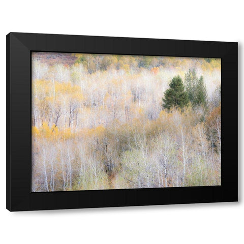 Utah-Logan Pass hillsides covered with Aspen grove in Fall Color Black Modern Wood Framed Art Print by Gulin, Sylvia