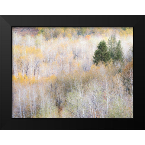 Utah-Logan Pass hillsides covered with Aspen grove in Fall Color Black Modern Wood Framed Art Print by Gulin, Sylvia