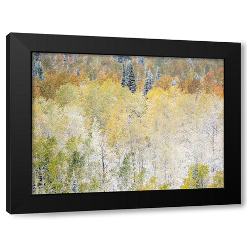 Utah-Wasatch Mountain Range fresh autumn snows-Aspens just off of Highway 39 and Curtis Creek Rd Black Modern Wood Framed Art Print with Double Matting by Gulin, Sylvia