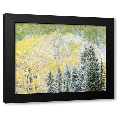 Utah-Wasatch Mountain Range fresh autumn snows-Aspens and Evergreens Black Modern Wood Framed Art Print by Gulin, Sylvia