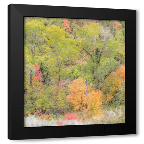 Utah Highway 39 heading west out of Wasatch Mountains with Autumn colors Black Modern Wood Framed Art Print with Double Matting by Gulin, Sylvia