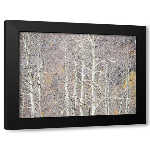 Utah-Wasatch Mountain Range Aspens just off of Highway 39 and Curtis Creek Rd Black Modern Wood Framed Art Print with Double Matting by Gulin, Sylvia
