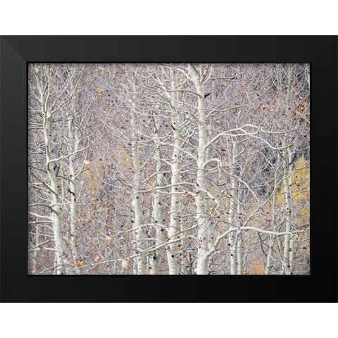 Utah-Wasatch Mountain Range Aspens just off of Highway 39 and Curtis Creek Rd Black Modern Wood Framed Art Print by Gulin, Sylvia