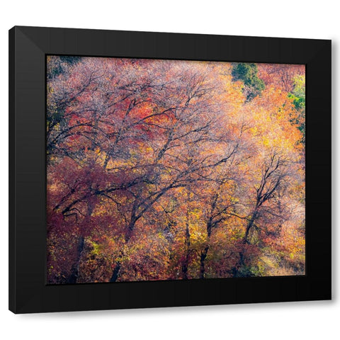USA-Utah-east of Logan on highway 89 fall color on Canyon Maple Black Modern Wood Framed Art Print by Gulin, Sylvia