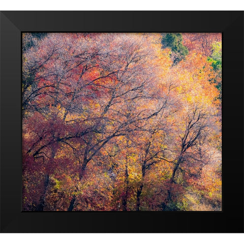USA-Utah-east of Logan on highway 89 fall color on Canyon Maple Black Modern Wood Framed Art Print by Gulin, Sylvia