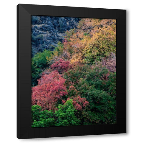 USA-Utah-east of Logan on highway 89 fall color on Canyon Maple Black Modern Wood Framed Art Print with Double Matting by Gulin, Sylvia